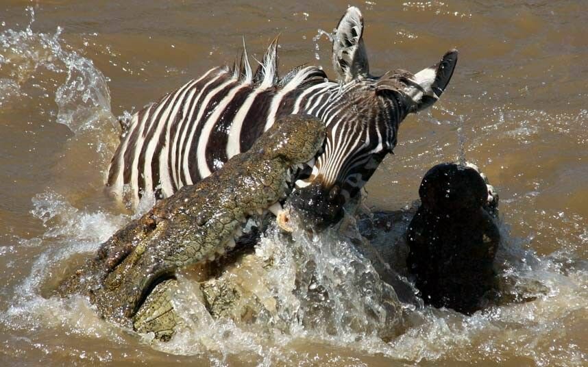 Крокодилы нападают зебр, пересекающих реку Мара в Кении