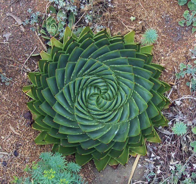 20 Фото геометрически правильных растений для любителей симметрии