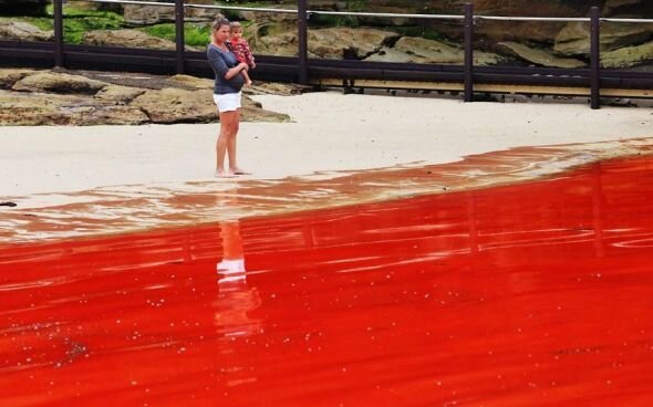 Вода на пляжах Австралии окрасилась кроваво-красным, напугав отдыхающих