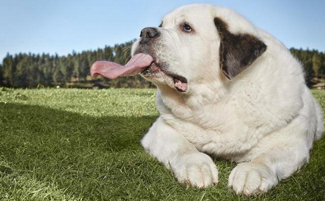 Книга рекордов Гиннеса: собака с самым длинным языком в мире