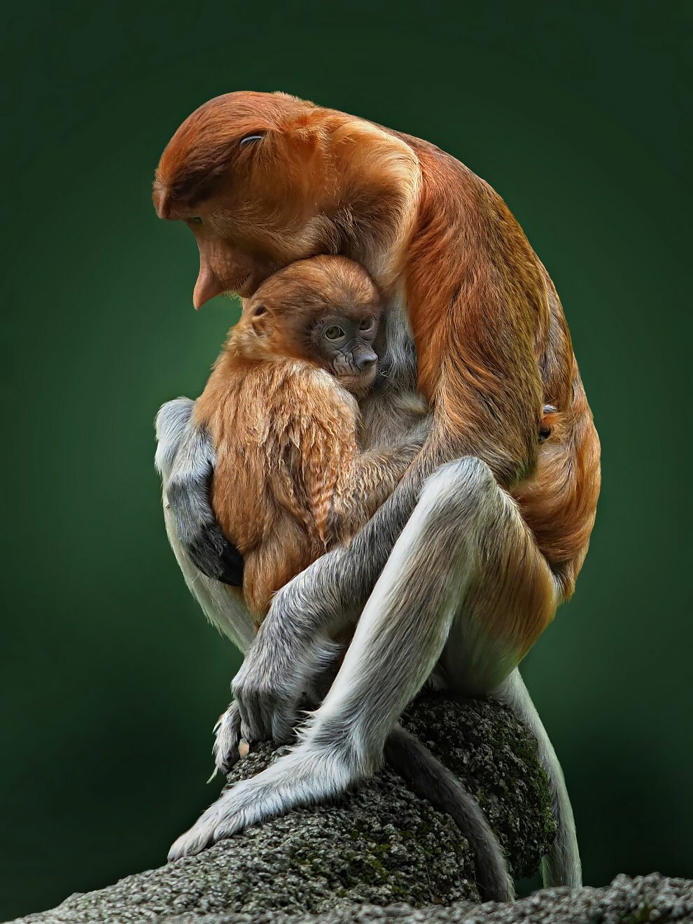 Лучшие фотографии с конкурса #Animals202 - Информация 
