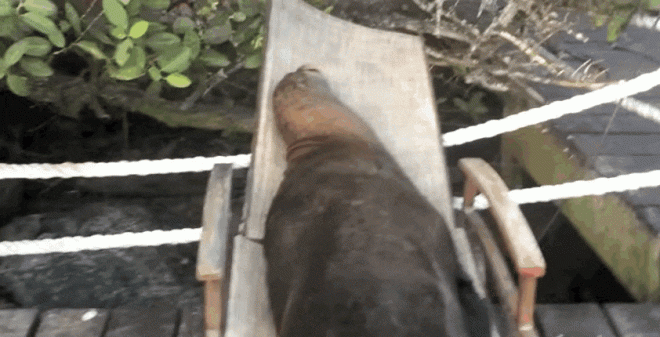Эти тюлени нашли идеальное место, чтобы вздремнуть