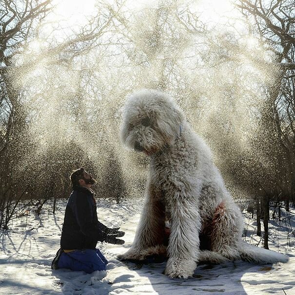 Мастер «фотошопа» превратил своего пса в гиганта
