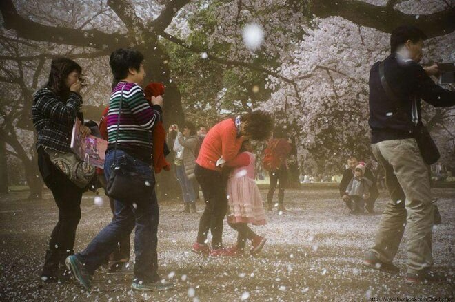 Волшебное цветение сакуры на снимках National Geographic