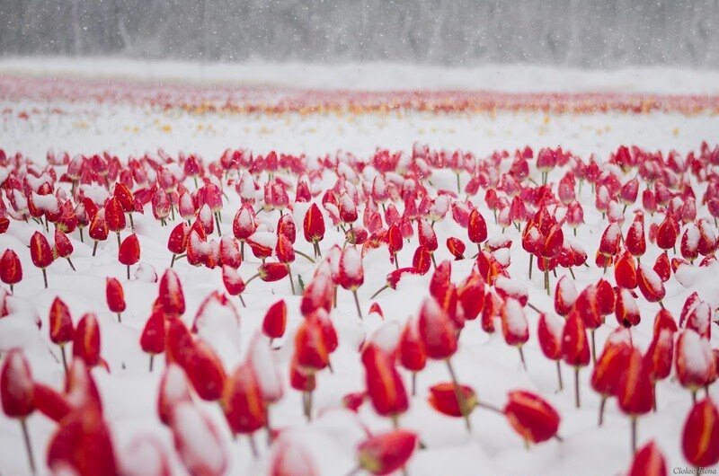 Фантастический пейзаж — тысячи тюльпанов под апрельским снегом
